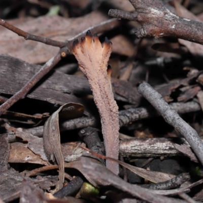 Clavulina vinaceocervina (Dark-tipped Coral) at ANBG - 8 Jul 2022 by TimL