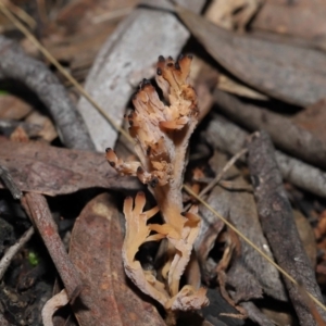 Clavulina vinaceocervina at Acton, ACT - 8 Jul 2022