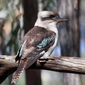 Dacelo novaeguineae at Paddys River, ACT - 6 Jul 2022