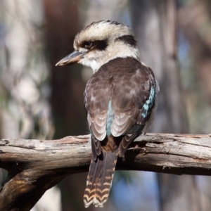 Dacelo novaeguineae at Paddys River, ACT - 6 Jul 2022