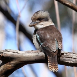 Dacelo novaeguineae at Paddys River, ACT - 6 Jul 2022