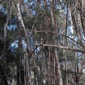 Dacelo novaeguineae at Paddys River, ACT - 6 Jul 2022