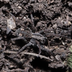 Venatrix pictiventris (Four-spotted Huntress) at Gibraltar Pines - 6 Jul 2022 by TimL