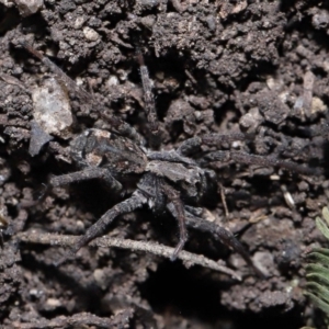 Venatrix pictiventris at Paddys River, ACT - 6 Jul 2022