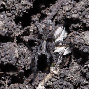 Venatrix pictiventris at Paddys River, ACT - 6 Jul 2022