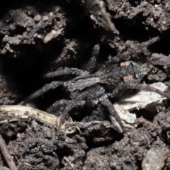 Venatrix pictiventris at Paddys River, ACT - 6 Jul 2022