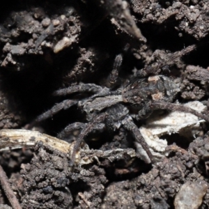 Venatrix pictiventris at Paddys River, ACT - 6 Jul 2022