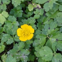 Ranunculus repens (Creeping Buttercup) at Killara, VIC - 9 Jul 2022 by ChrisAllen