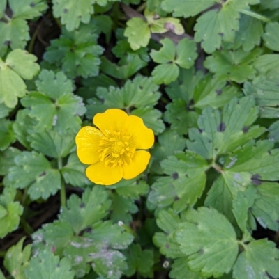 Ranunculus repens (Creeping Buttercup) at Killara, VIC - 9 Jul 2022 by ChrisAllen