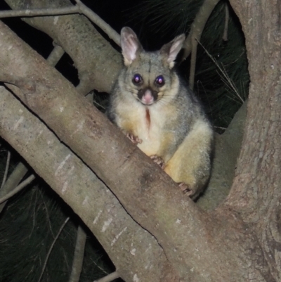 Trichosurus vulpecula (Common Brushtail Possum) at Gordon, ACT - 10 Jul 2022 by michaelb