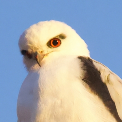 Elanus axillaris (Black-shouldered Kite) at Throsby, ACT - 6 Jul 2022 by jb2602