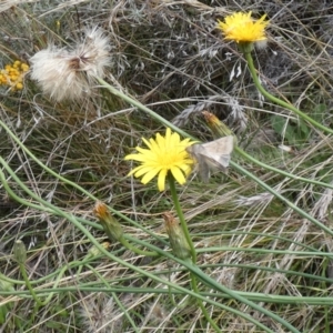 Helicoverpa (genus) at Jindabyne, NSW - 12 Mar 2022