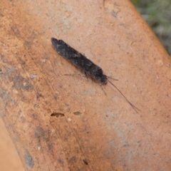 Trichoptera sp. (order) (Unidentified Caddisfly) at McKellar, ACT - 6 Jul 2022 by Birdy