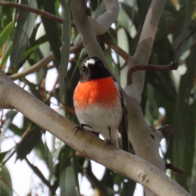 Petroica boodang (Scarlet Robin) at Conder, ACT - 11 Jul 2022 by OwenH