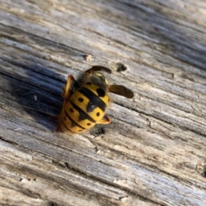 Vespula germanica at Aranda, ACT - 22 Jun 2022 12:53 PM