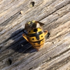 Vespula germanica at Aranda, ACT - 22 Jun 2022 12:53 PM