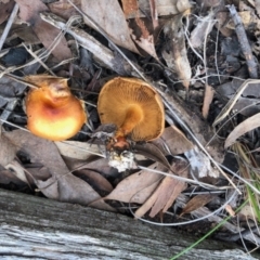 Unidentified Fungus at Aranda Bushland - 16 Jun 2022 by KMcCue