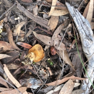 Cortinarius sp. (Cortinarius) at Aranda Bushland - 16 Jun 2022 by KMcCue