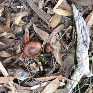 Cortinarius sp. at Aranda, ACT - 16 Jun 2022