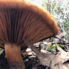 zz agaric (stem; gills not white/cream) at Aranda, ACT - 16 Jun 2022