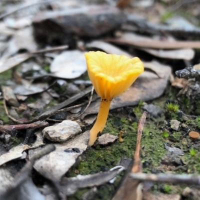 Lichenomphalia chromacea (Yellow Navel) at Aranda, ACT - 16 Jun 2022 by KMcCue