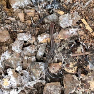 Lampropholis delicata (Delicate Skink) at Aranda, ACT - 16 Jun 2022 by KMcCue