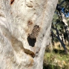 Polistes sp. (genus) (Unidentified paper wasp) at Acton, ACT - 18 Jun 2022 by KMcCue