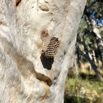 Polistes sp. (genus) (Unidentified paper wasp) at ANBG South Annex - 18 Jun 2022 by KMcCue