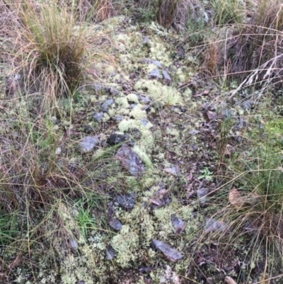 Unverified Lichen at Acton, ACT - 19 Jun 2022 by KMcCue