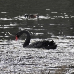 Cygnus atratus (Black Swan) at Bodalla, NSW - 10 Jul 2022 by GlossyGal