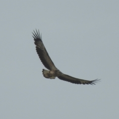 Haliaeetus leucogaster (White-bellied Sea-Eagle) at Narooma, NSW - 11 Jul 2022 by GlossyGal