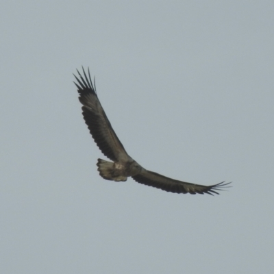 Icthyophaga leucogaster (White-bellied Sea-Eagle) at Narooma, NSW - 11 Jul 2022 by GlossyGal