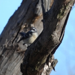 Rhipidura albiscapa (Grey Fantail) at Forde, ACT - 13 Jun 2022 by Birdy