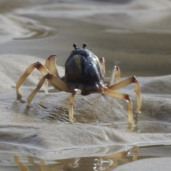 Mictyris longicarpus (Soldier Crab) at Narooma, NSW - 11 Jul 2022 by GlossyGal