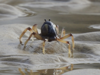 Mictyris longicarpus (Soldier Crab) at Narooma, NSW - 11 Jul 2022 by GlossyGal