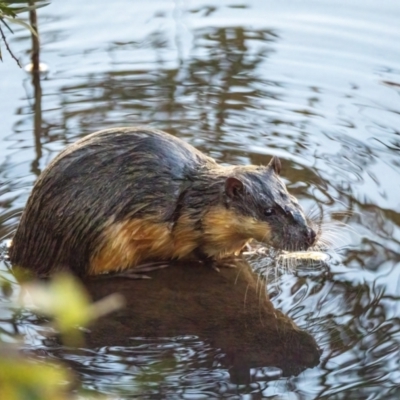 Hydromys chrysogaster (Rakali or Water Rat) at Mittagong, NSW - 10 Jul 2022 by Wildlifelover57