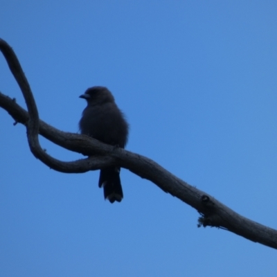 Artamus cyanopterus (Dusky Woodswallow) at Jindabyne, NSW - 13 Mar 2022 by Amata