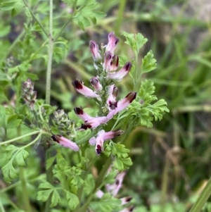 Fumaria sp. at Queanbeyan, NSW - 11 Jul 2022