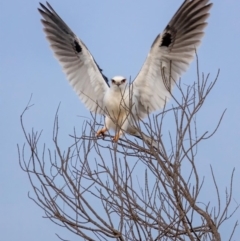 Elanus axillaris (Black-shouldered Kite) at Hackett, ACT - 11 Jul 2022 by Boagshoags