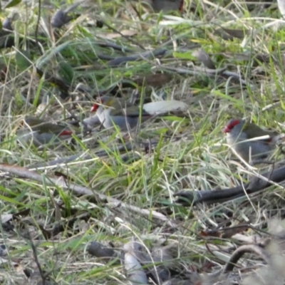 Neochmia temporalis (Red-browed Finch) at Kowen, ACT - 6 Jul 2022 by SteveBorkowskis