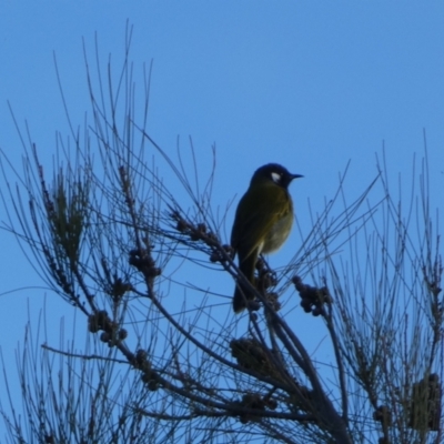 Nesoptilotis leucotis (White-eared Honeyeater) at Kowen, ACT - 6 Jul 2022 by Steve_Bok