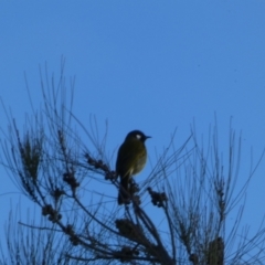 Nesoptilotis leucotis at Kowen, ACT - 6 Jul 2022