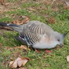 Ocyphaps lophotes (Crested Pigeon) at Queanbeyan East, NSW - 11 Jul 2022 by Steve_Bok