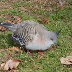 Ocyphaps lophotes at Queanbeyan East, NSW - 11 Jul 2022