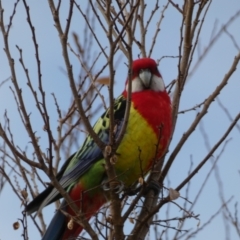 Platycercus eximius (Eastern Rosella) at Queanbeyan East, NSW - 11 Jul 2022 by Steve_Bok