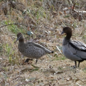 Chenonetta jubata at Queanbeyan East, NSW - 11 Jul 2022