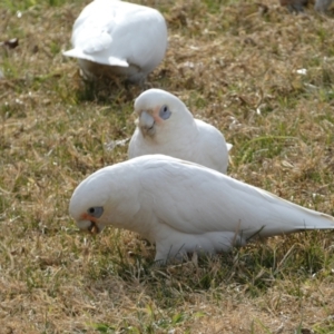 Cacatua sanguinea at Queanbeyan East, NSW - 11 Jul 2022