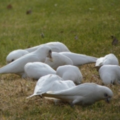 Cacatua sanguinea at Queanbeyan East, NSW - 11 Jul 2022