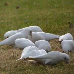 Cacatua sanguinea at Queanbeyan East, NSW - 11 Jul 2022