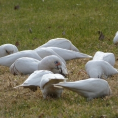 Cacatua sanguinea at Queanbeyan East, NSW - 11 Jul 2022